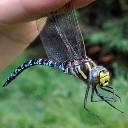 Aeshna juncea
